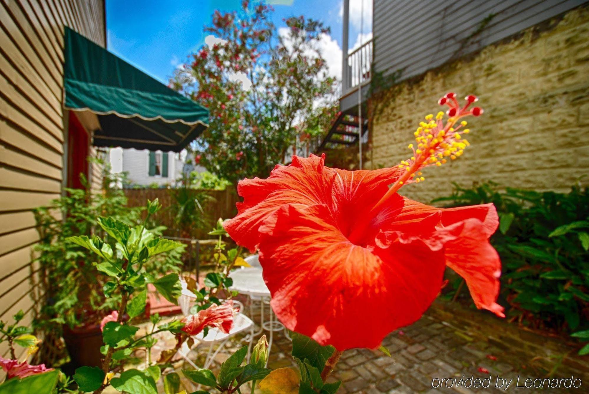 Lamothe House Hotel A French Quarter Guest Houses Property นิวออร์ลีนส์ ภายนอก รูปภาพ